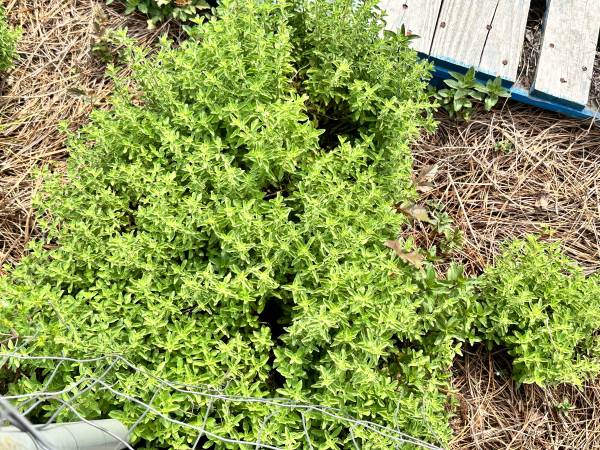 Thyme  Oregano Rosemary Sprigs  Ramas de Tomillo, Orégano y Romero 1