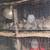 Quail 3 thumbnail