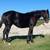 AQHA black coming 2yr old -trades 6 thumbnail