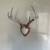 Whitetail Antler mounts 8 thumbnail