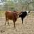 Corriente Heifer Calves | Roping Potentials 2 thumbnail