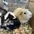 Guinea pig 1 thumbnail