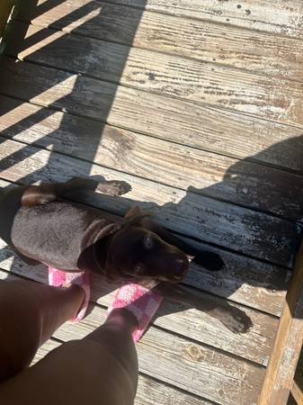 Pointer /Lab mix 1