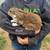 Bunnies 9 thumbnail