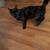 Cat for sale 1 thumbnail
