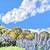 Alex Nizovsky - Fort Baker Trail - Modern Landscape Painting 30"x24" 5 thumbnail