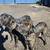 Cane Corso 2 thumbnail