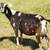 GOAT DOES  AND 2026  WETHERS 4 thumbnail