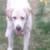 🐾 REAL WORLD DOG TRAINING & BOARDING – ANNAPOLIS | SPECIALS 🤩👀👇 5 thumbnail