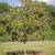 Wanted: Persimmon Tree Sapling (Prefer Tanenashi) 2 thumbnail