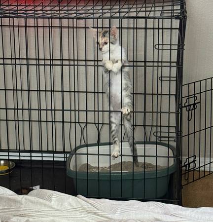 Calico kitten (Valley Center)