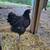 young roosters available - lavender orpington & turken 13 thumbnail