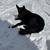 AKC German shepherd 1 thumbnail