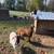 Boer goats 4 thumbnail