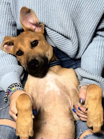 Rehoming pup (Houston)63859314890113121