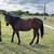 Beading mare 5 thumbnail