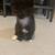 Rehoming 3 kittens 7 thumbnail
