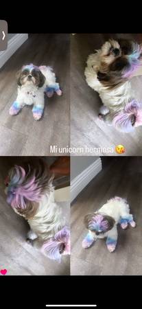 Shihtzu puppies (Huntington park)63819140413825122