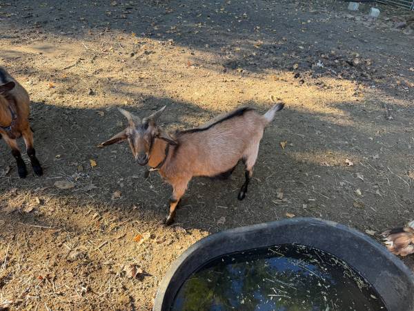 goats 1