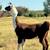 Llamas for sale 2 thumbnail