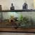 Ball Python and Setup 2 thumbnail
