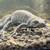 Female Italian Crested Newt 2 thumbnail