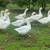 Purebred Embden Geese for Sale 3 thumbnail