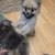 Pomeranian 1 thumbnail