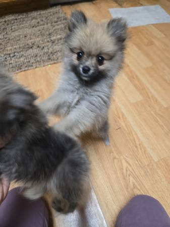 Pomeranian 1
