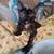 Affectionate 4month old female kitten for adoption 3 thumbnail