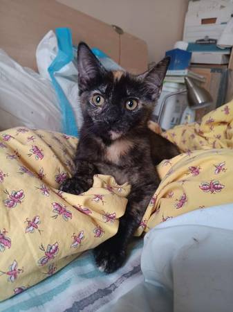 Affectionate 3 month old female kitten for adoption (Brooklyn)63613648958977122