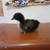 Chicks 2 thumbnail