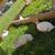 Bunnies 1 thumbnail