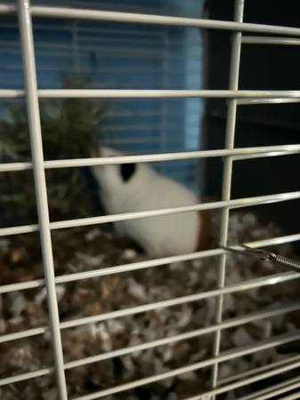 Two guinea pigs (Bridgewater)63863495914883120