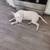 Female bull terrier 5 thumbnail