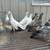 pigeons 1 thumbnail