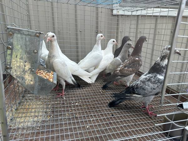 pigeons 1
