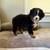 Beautiful Aussie puppies 6 thumbnail