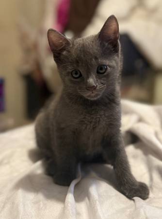 Adorable Gray Kittens ? (Bay Terraces / Paradise Hills Area)63914315405571122
