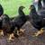 Baby Dark Cornish chicks 8 to 10  weeks old 2 thumbnail