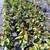 FRUIT TREES FROM $15 5 thumbnail
