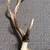 Elk antlers 4 thumbnail
