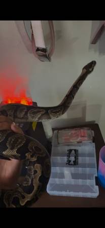 1 year old bal python Female 1