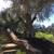 Large Mature Olive Trees 4 thumbnail