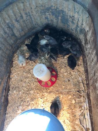 Baby chicks 1