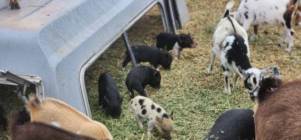 Mini Pigs available 8 weeks old. 1
