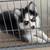 rehoming pomskies 3 thumbnail