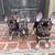 French Bulldogs 12 weeks old 1 thumbnail