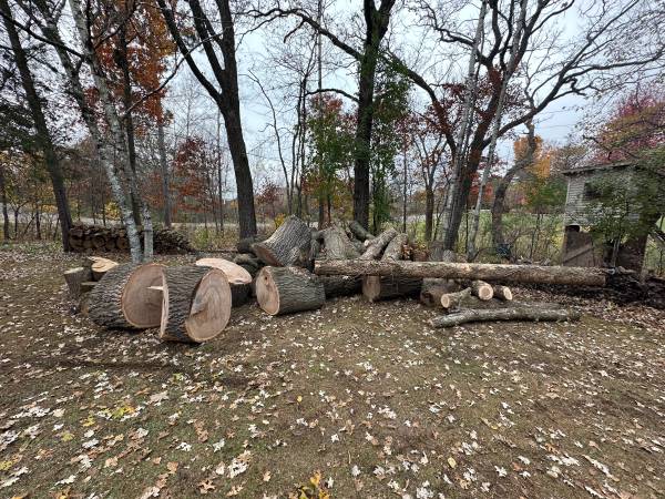 Free oak fire wood 1