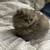 Persian cats 2 thumbnail
